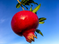 a ripe red shiny pomegranate in front of a blue sky by autumnal light