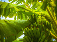 green bananas are hanging on a banana tree