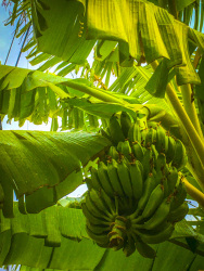 green bananas are hanging on a banana tree