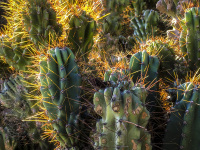 prickley cacti and a spider web are shining in the sun