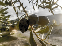 in autumnal backlight are hanging three black olives on a olive branch