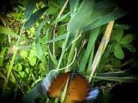 a light brown butterfly is flying through green plants