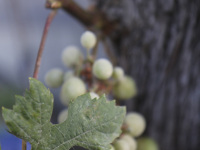 behind a leaf of wine are hanging green grapes