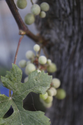 behind a leaf of wine are hanging green grapes