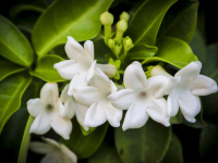 white blossoms of oranges in front of dark green leaves