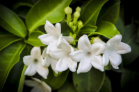 white blossoms of oranges in front of dark green leaves
