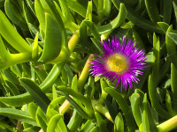 the pink blossom of a sea fig between its green leaves