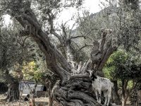 a black and white spotted goat is standing on the fat tree trunk of a very old olive tree