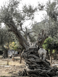 a black and white spotted goat is standing on the fat tree trunk of a very old olive tree