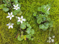 little green plants with white blossoms are growing on moss