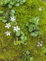 little green plants with white blossoms are growing on moss