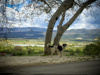 a big black-white dog is standing at a tree in front of the greek landscape in epirus