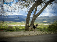 a big black-white dog is standing at a tree in front of the greek landscape in epirus