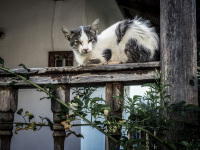 a disheveled cat is sitting on an old wooden balustrade and looks straight in the camera