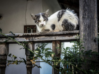 a disheveled cat is sitting on an old wooden balustrade and looks straight in the camera