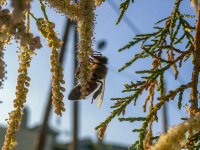 a busy bee is collecting pollen in a nice evening light
