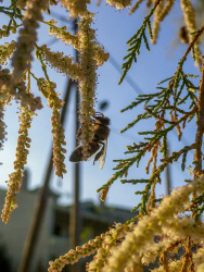 a busy bee is collecting pollen in a nice evening light