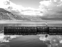 on a bridge in the pamvotida lake in ioannina is standing a goose and looks around, black-and-white