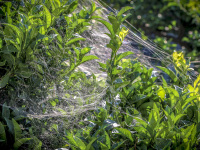 a lemon tree is covered by big white spider webs