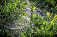 a lemon tree is covered by big white spider webs