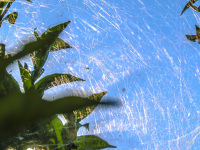 the sun is shining from a very blue sky and illuminates a spider web