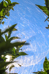 the sun is shining from a very blue sky and illuminates a spider web