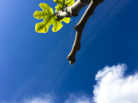 in front of a blue sky you see very young leaves at a fig tree