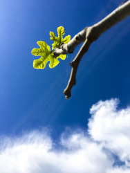 in front of a blue sky you see very young leaves at a fig tree