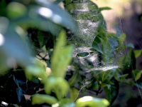 a from the sun illuminated spider net between dark green leaves of lemon trees