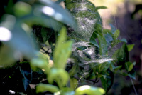 a from the sun illuminated spider net between dark green leaves of lemon trees