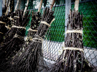 some brushwood brooms are standing at a fence like in hogwarts