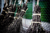 some brushwood brooms are standing at a fence like in hogwarts