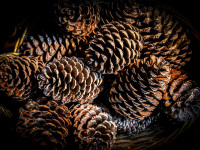 a collection of loveley brown pinecones in a brown basket