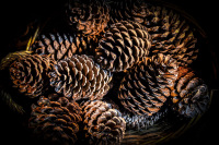 a collection of loveley brown pinecones in a brown basket