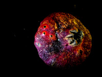 a desiccated pomegranate in a strong red with a black background