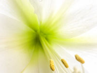 a lily with white taples, green ovary and yellow anther at the filaments