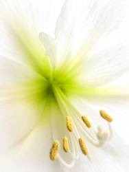 a lily with white taples, green ovary and yellow anther at the filaments