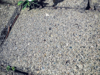 a little viola is growing out of a path of paving stones