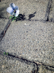 a little viola is growing out of a path of paving stones