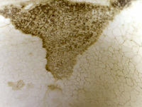 I see jesus in this coffee grounds