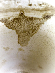 I see jesus in this coffee grounds
