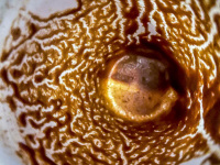 a brown coffee grounds with many stories inside