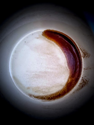 this coffee grounds was making a brown halfmoon in the cup