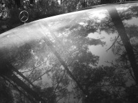 mediterranean pines are reflected in a engine hood o a mercedes benz clk, black-and-white