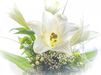 a green white bunch of flowers with a white lily in a soft focus