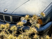 a yellow thistle is growing at the front of an old blue bmw