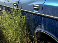 rosemary grows along a blue oldtimer with chrome