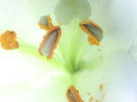 the inner of a white lily with orange anther, filament and a green ovary
