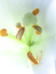 the inner of a white lily with orange anther, filament and a green ovary