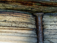 the profile of a rosty nail in wood